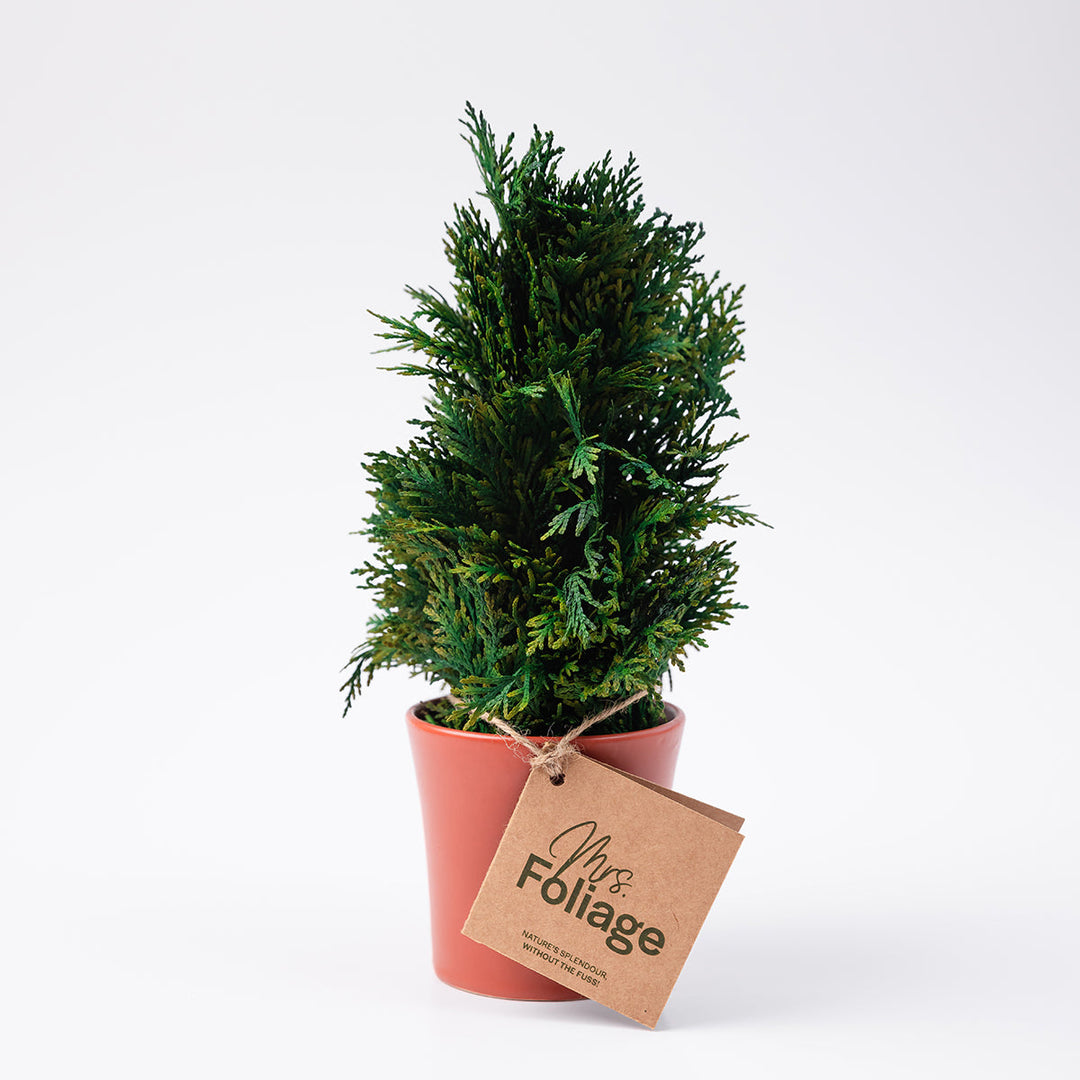 Thuja Preserved