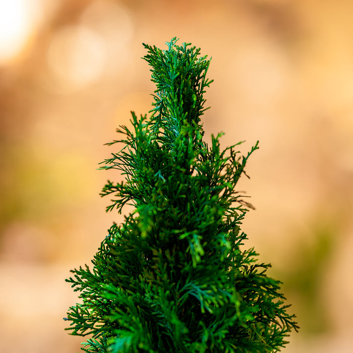 Thuja Preserved