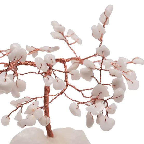 White Jade Tree